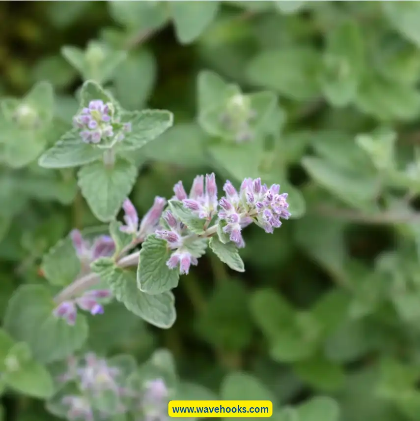 catnip indoor plants to get away with roaches