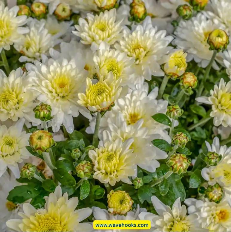 Chrysanthemums indoor plants