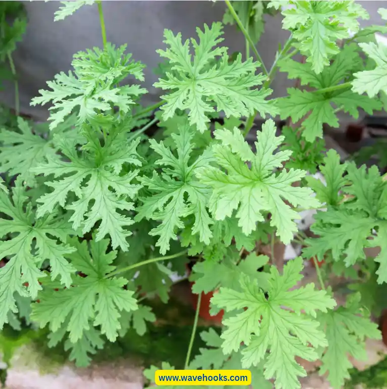 citronella indoor plant for roaches