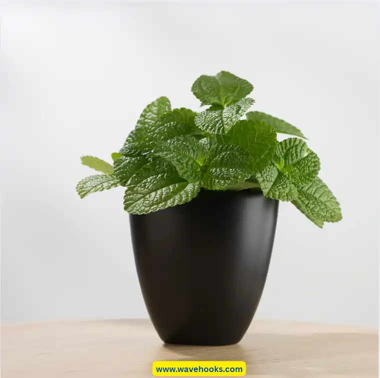 mint plant in the house