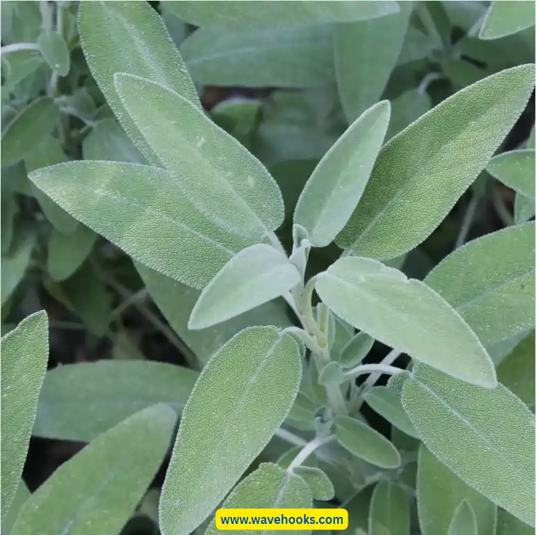 sage indoor plants for pests