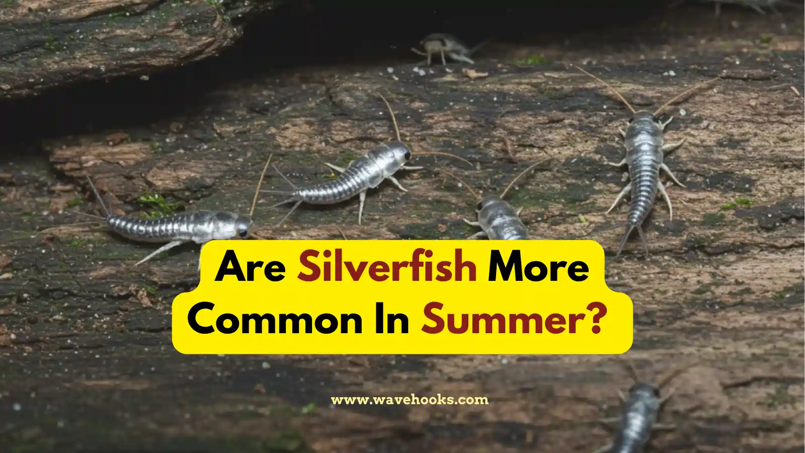 Are Silverfish More Common In Summer