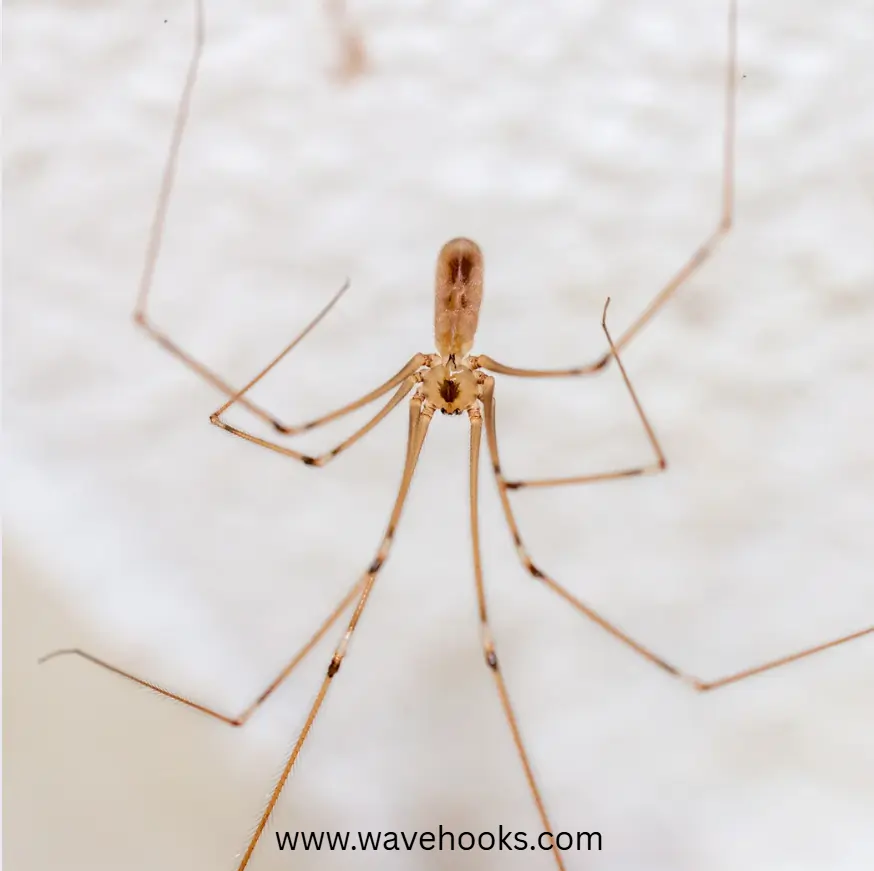 do doggy spider eats ants