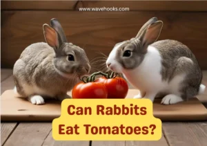 Can Rabbits Eat Tomatoes