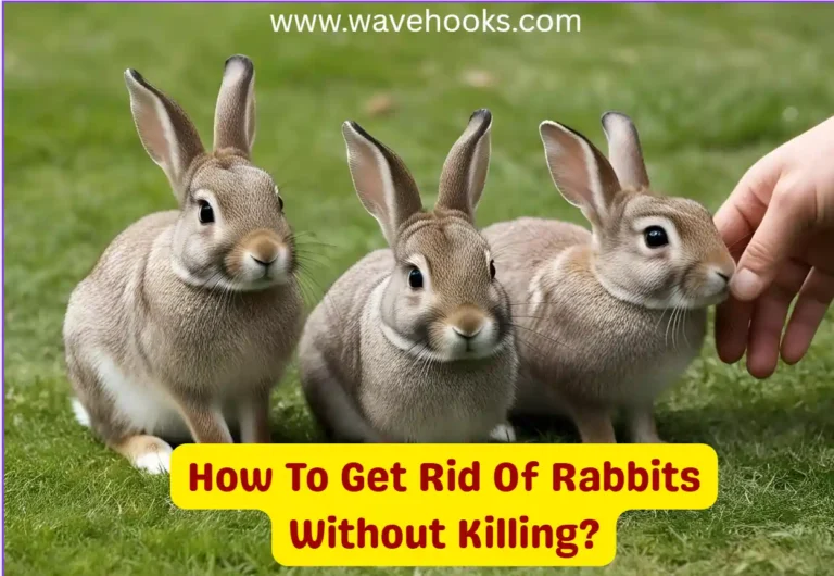 How To Get Rid Of Rabbits Without Killing