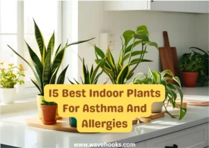 Best Indoor Plants