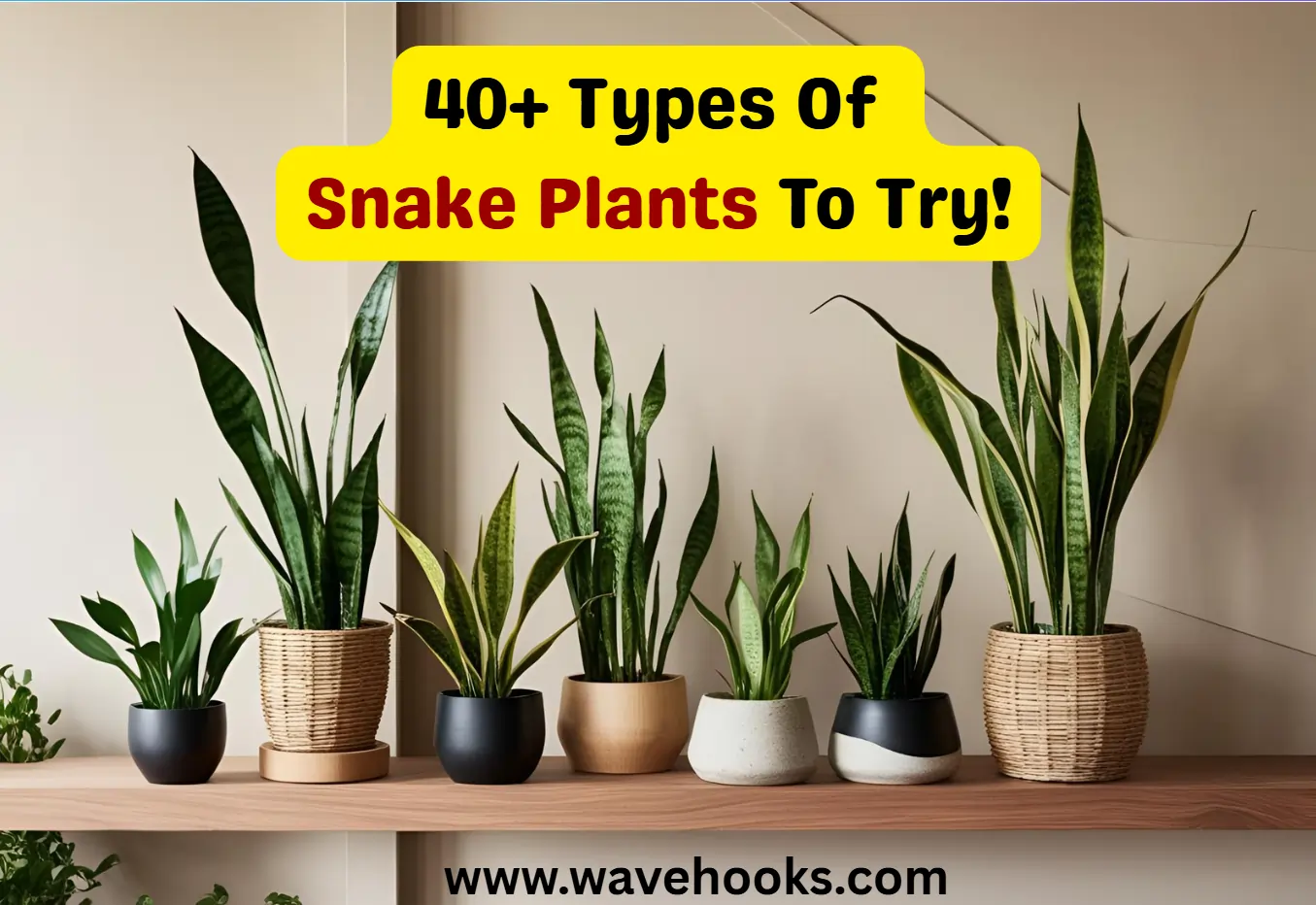 types of snake plants to try