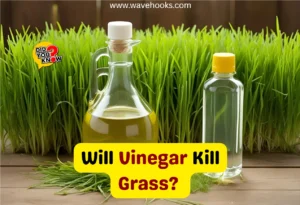 Will Vinegar Kill Grass?