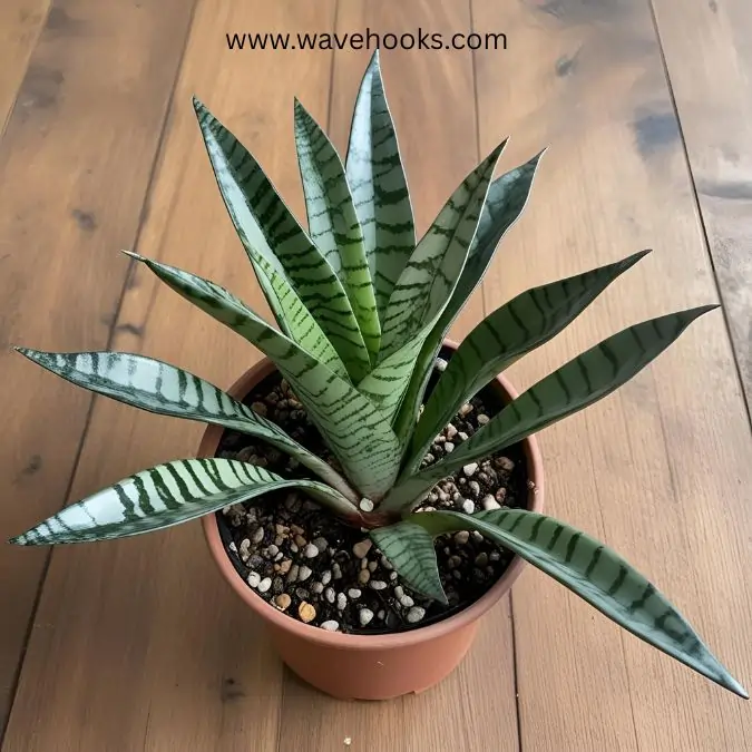 types of snake plants