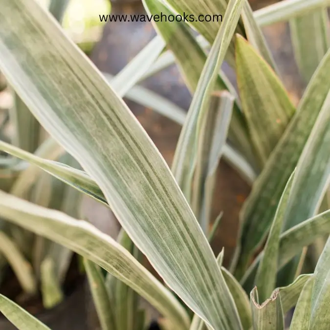 snake plant with faded leaves