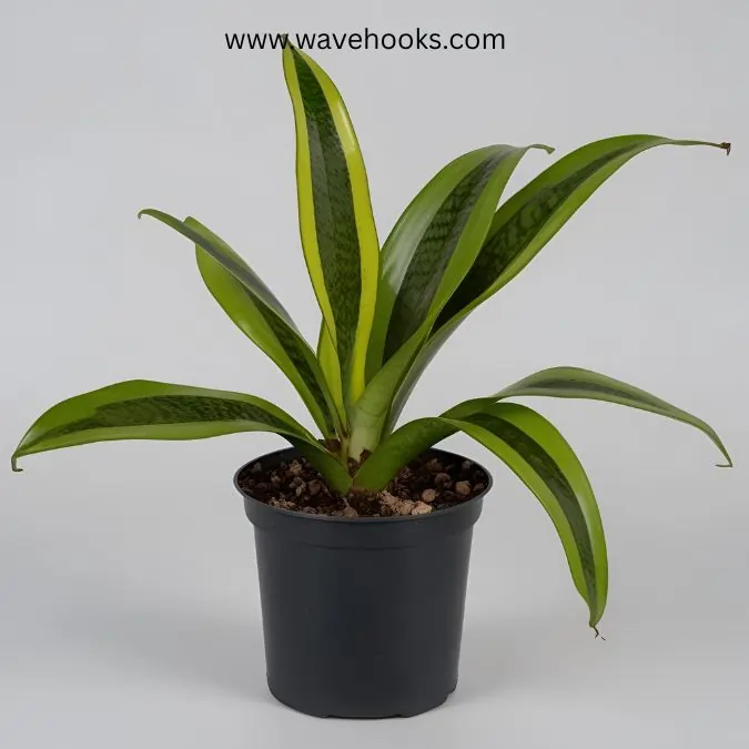 types of snake plants 