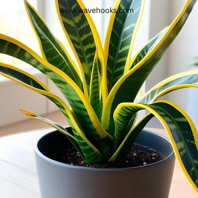 gold flame snake plant