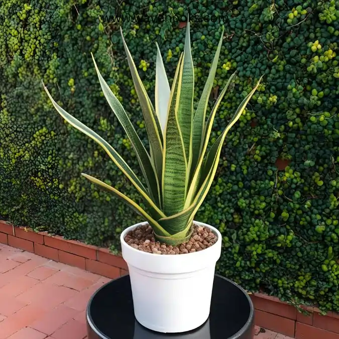 kirkwood snake plant in types of snake plants