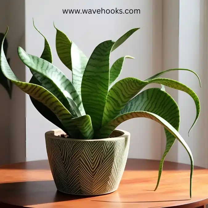 types of snake plants