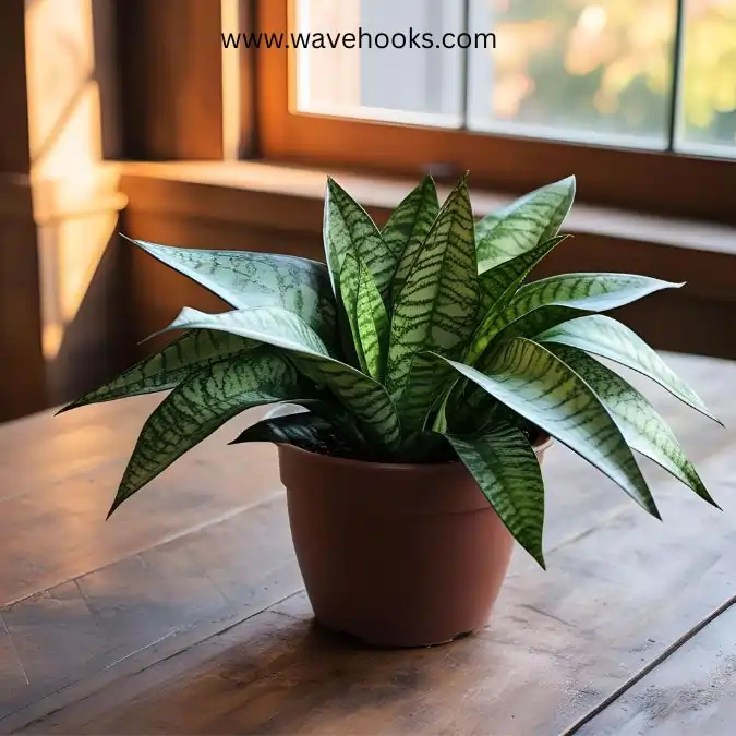 rantii different types of snake plants