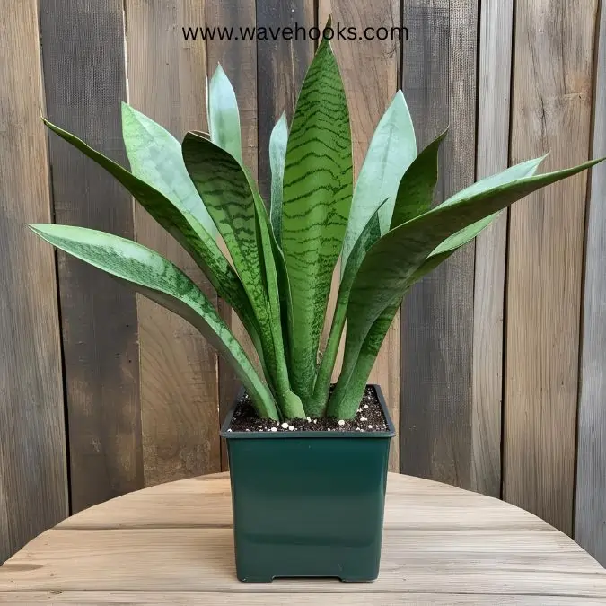 best snake plants