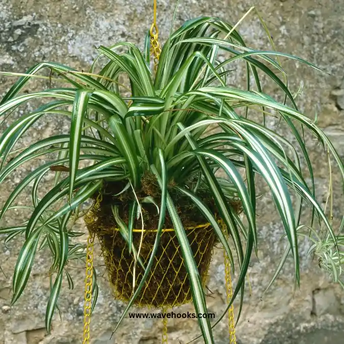 spider plant