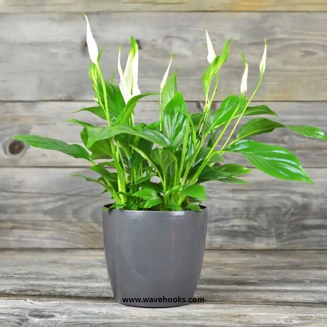 peace lilly