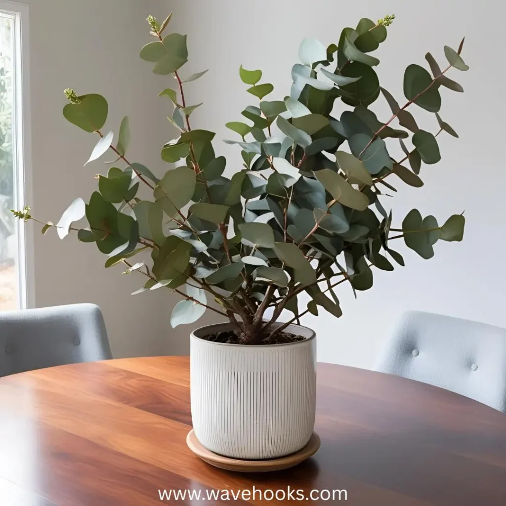 eucalyptus