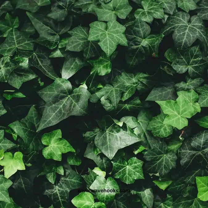 english ivy plant in home