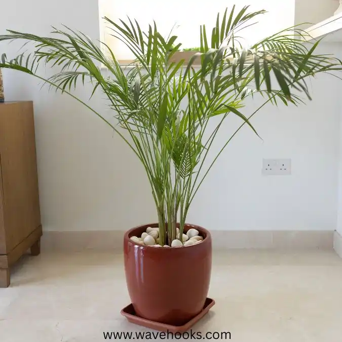 bamboo plam in house