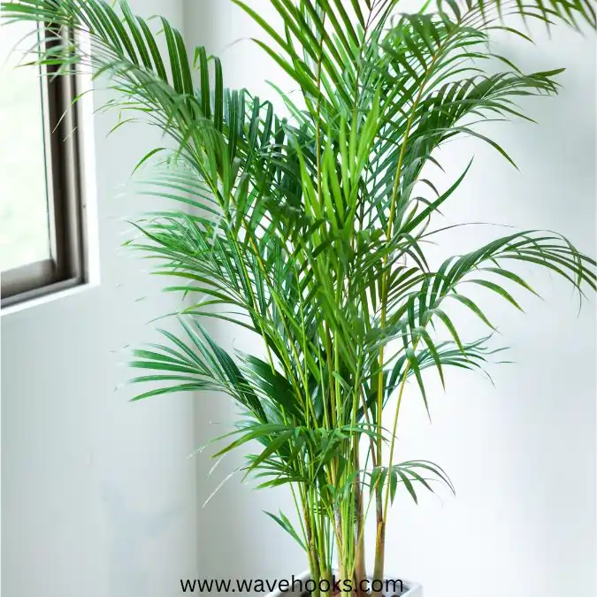 paln as best indoor plants for asthma and allergies
