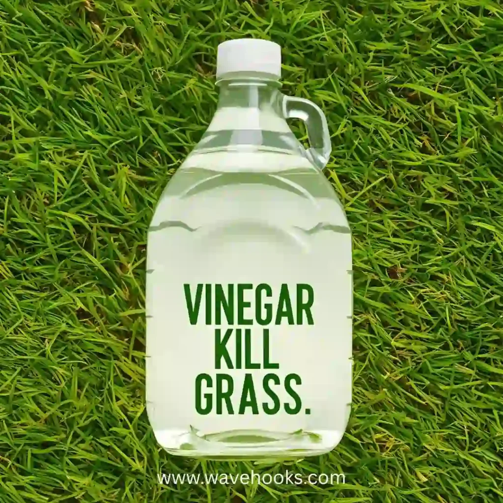 vinegar kill grass
