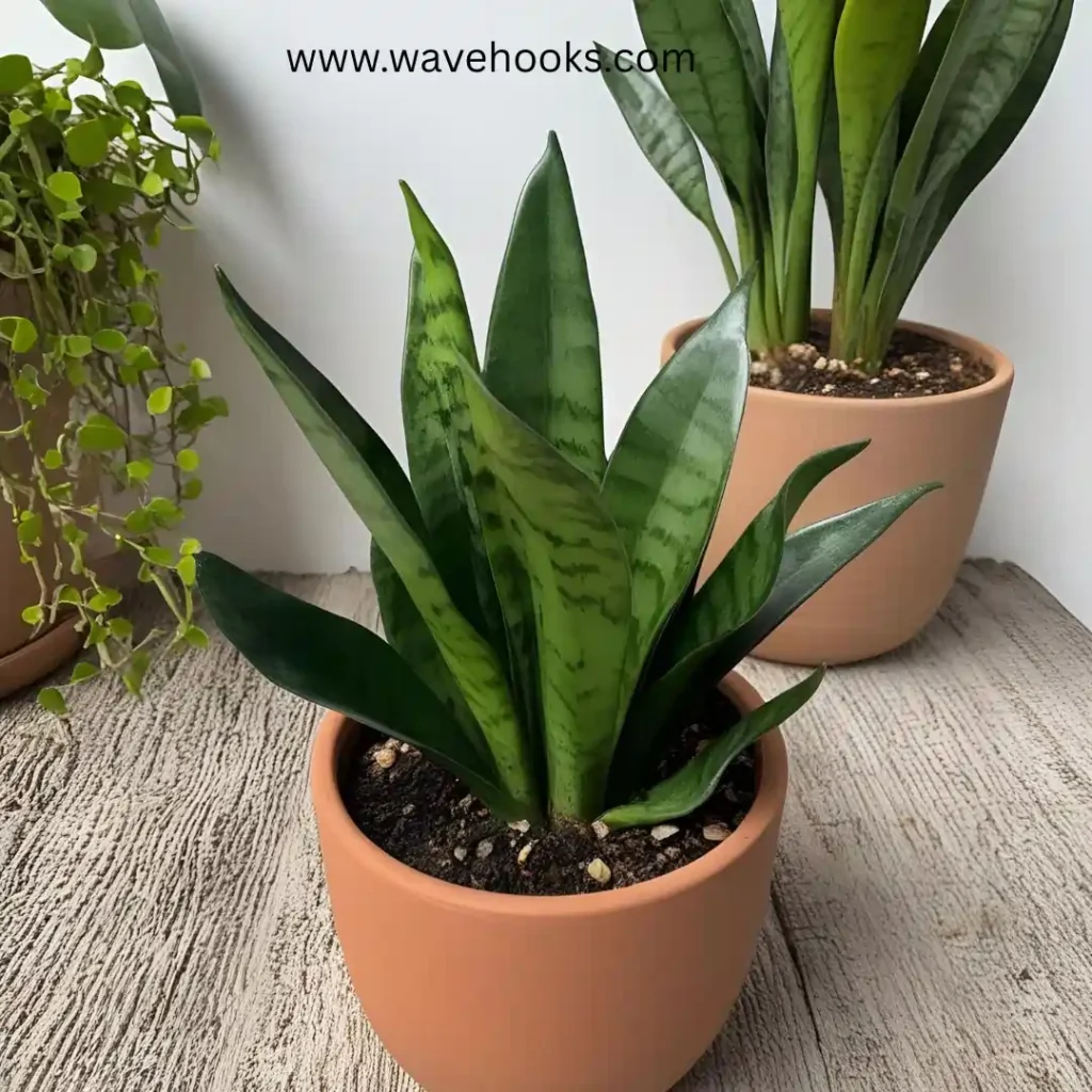 different types of snake plants