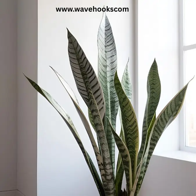 moon shine snake plant