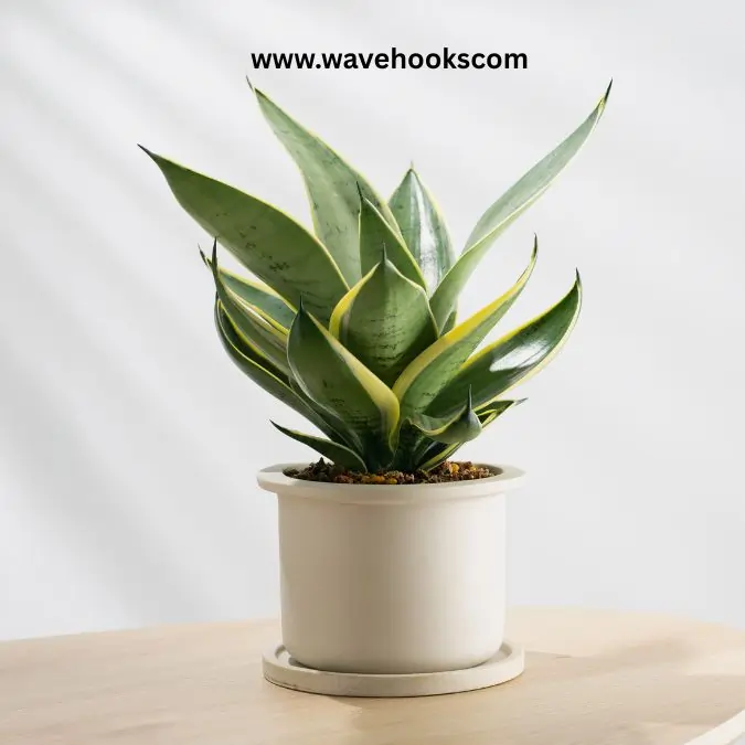 gold snake plant