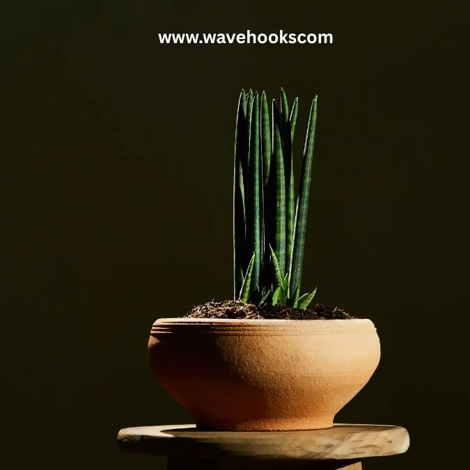 short snake plant in types of snake plants