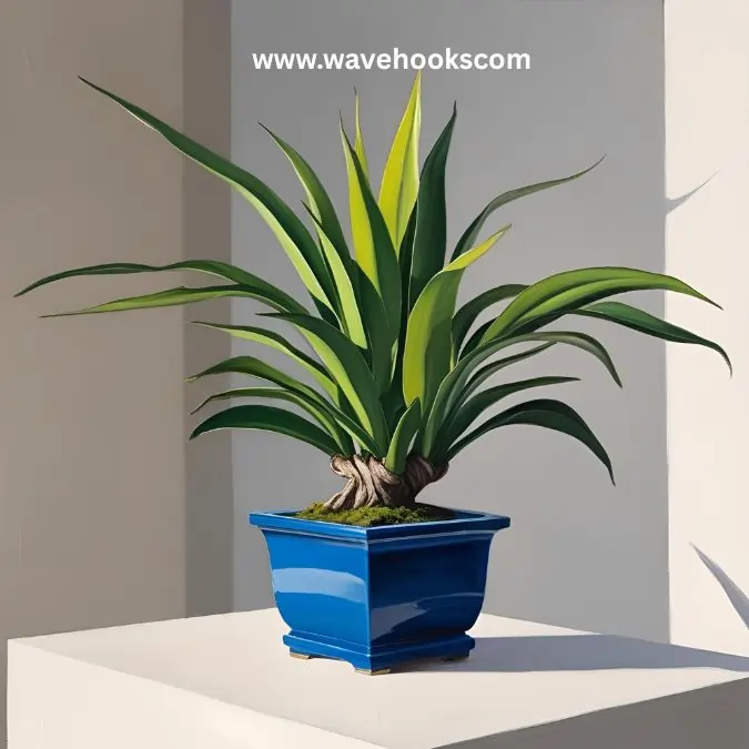 bonsai plant
