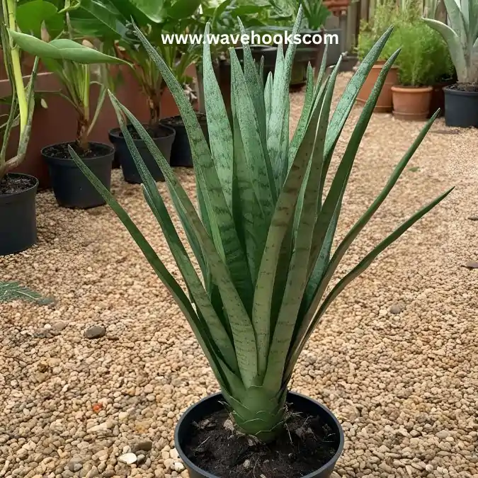 teflona snake plant in types of snake plants