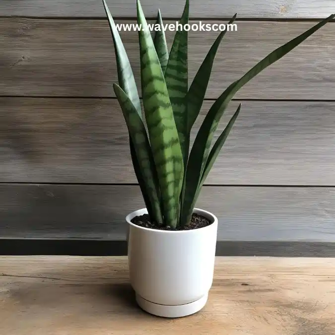 future robasta snake plant