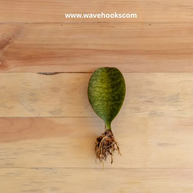 whale fin plant