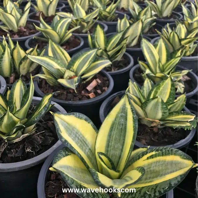 habni gold snake plant