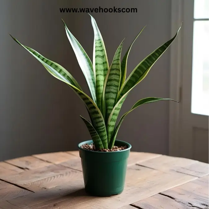 bird nest plant