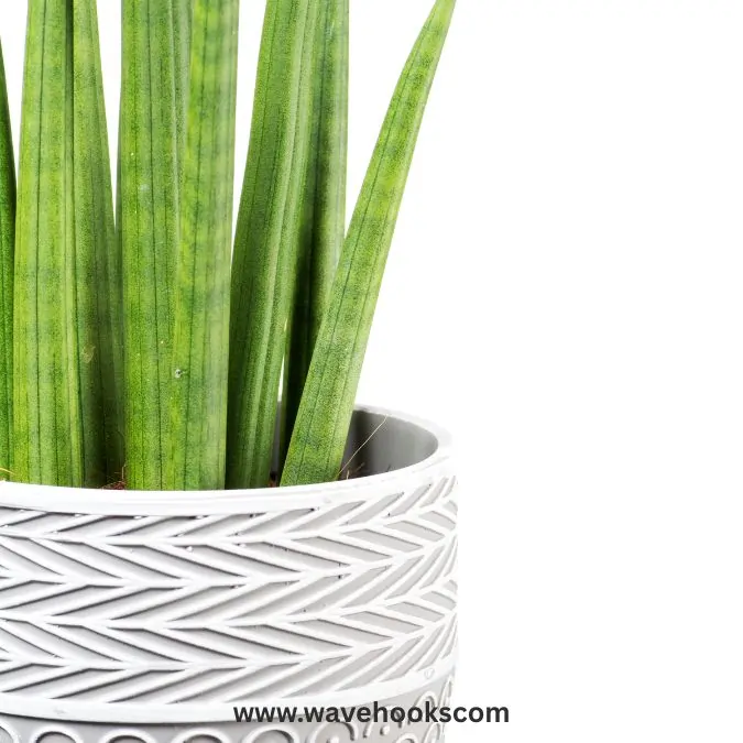 cylindrical in types of snake plant