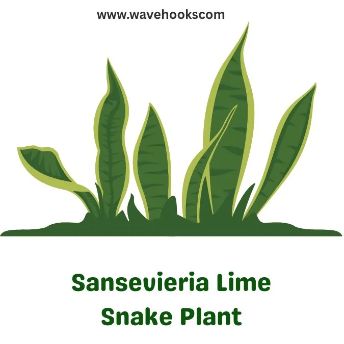 lime types of snake plants