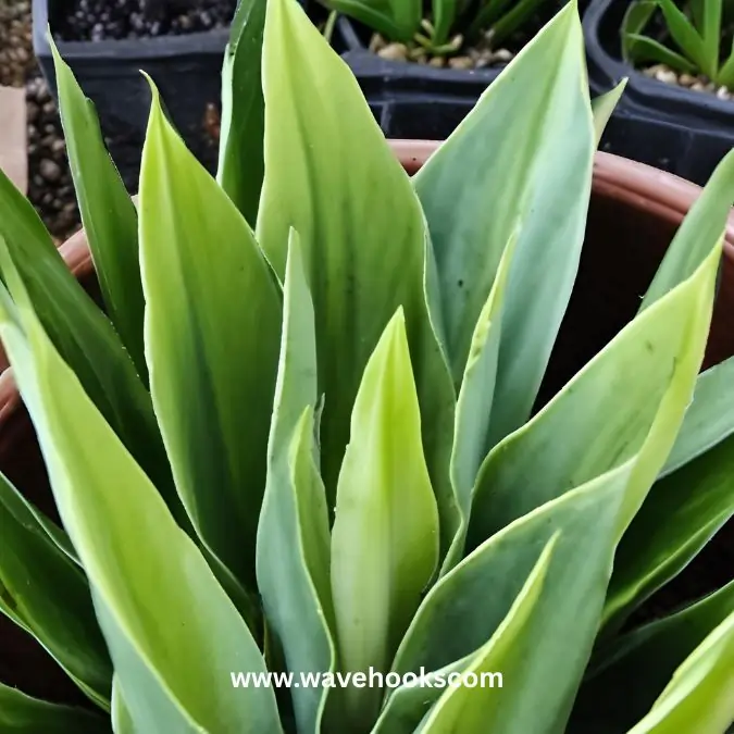 Sansevieria 'Cleistophylla' in types of snake plants