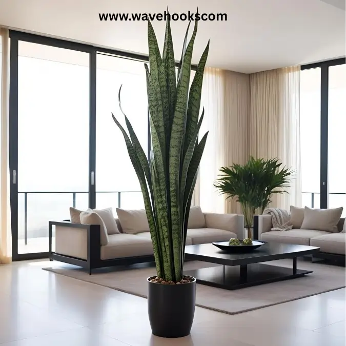 tall green snake plant