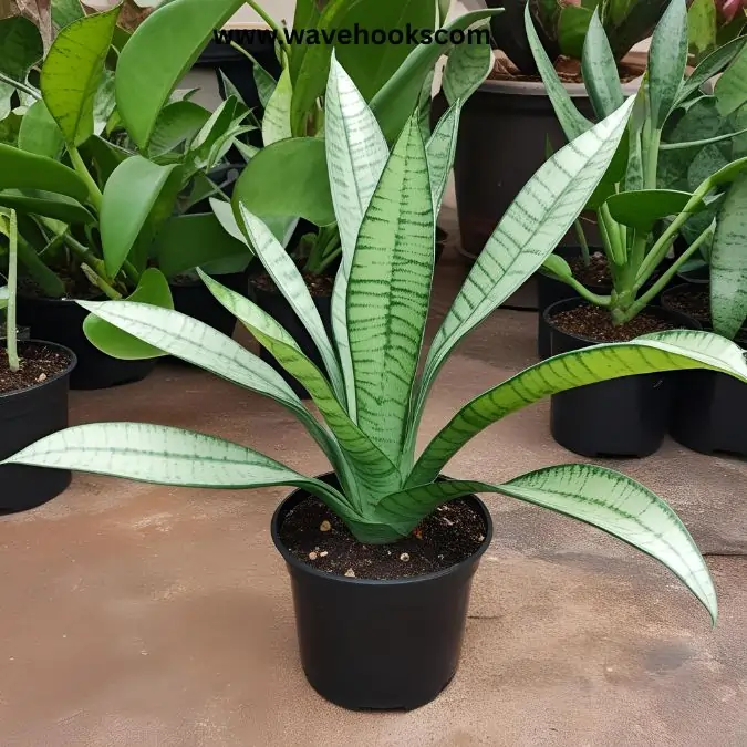Star link plant