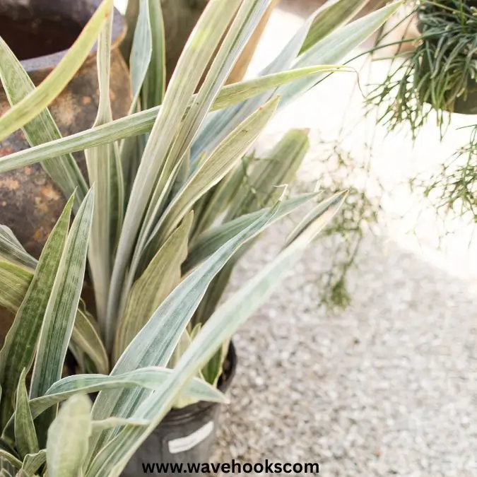silver queen snake plant in types of snake plants
