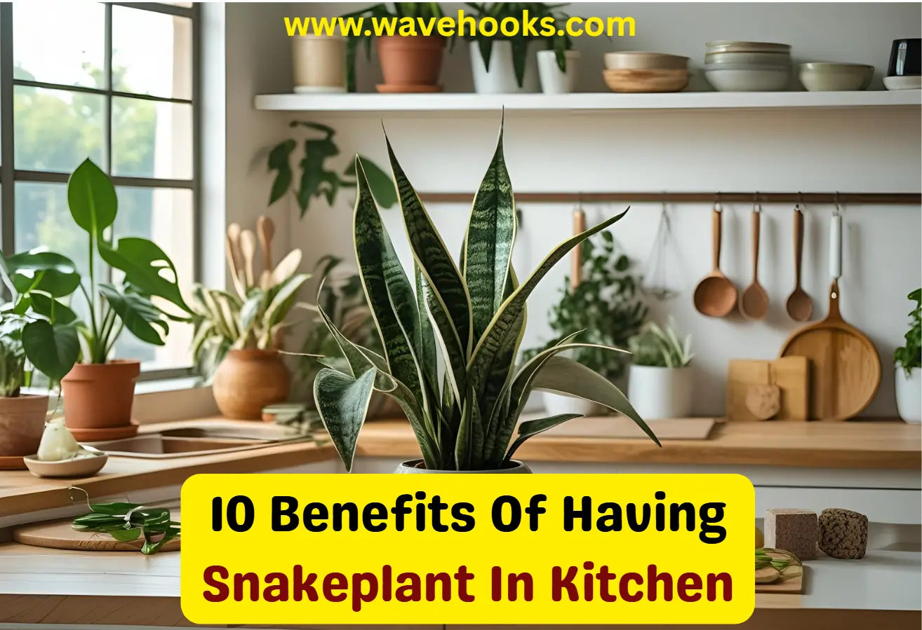 benefits of having snake plant in home