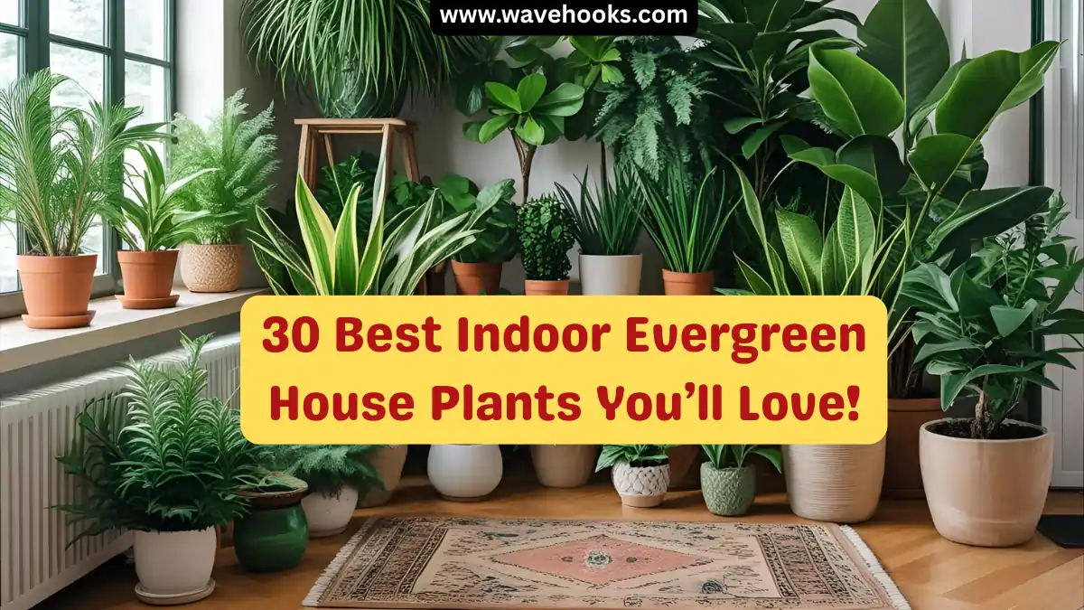 Indoor Evergreen House Plants: 30 Stunning Picks You’ll Love!
