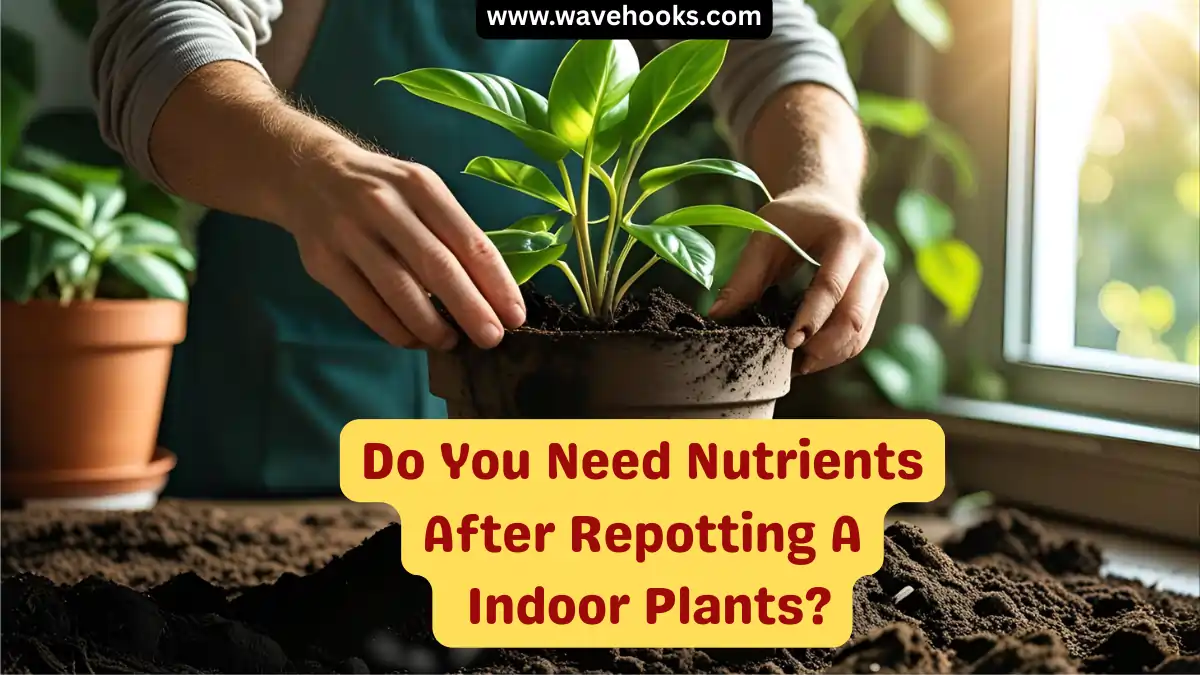 Do You Need Nutrients After Repotting A Indoor Plants?
