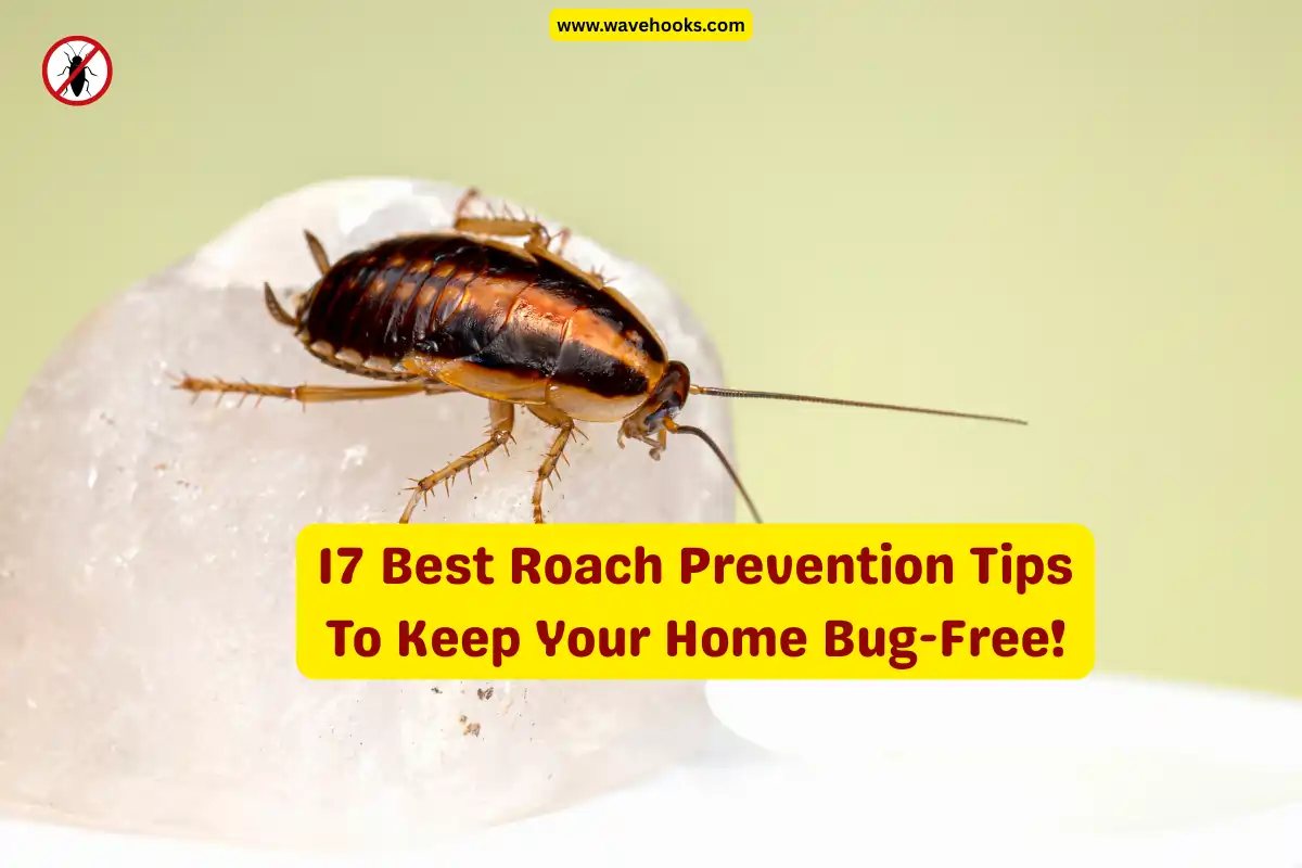 Best Roach Prevention Tips To Keep Your Home Bug-Free!