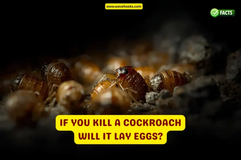 If You Kill A Cockroach Will It Lay Eggs