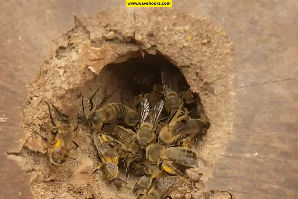 how to get rid of wood boring bees