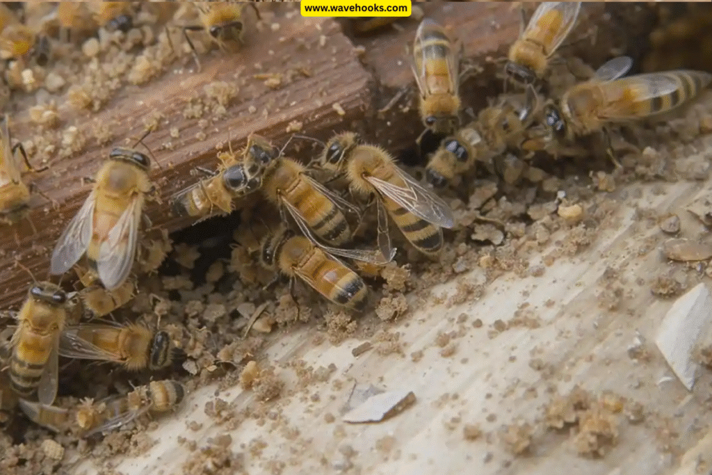 how to get rid of wood boring bees